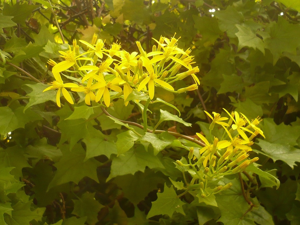 Delairea odorata (Asteraceae)